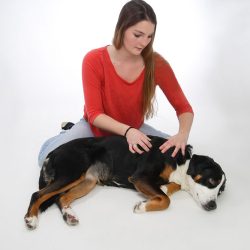 Hundephysiotherapie